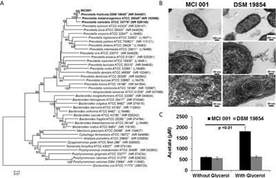 Prevotella histicola Protects From Arthritis by Expansion of Allobaculum and Augmenting Butyrate Production in Humanized Mice